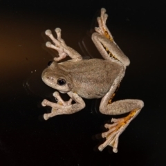 Litoria peronii (Peron's Tree Frog, Emerald Spotted Tree Frog) at Kambah, ACT - 12 Dec 2011 by HarveyPerkins