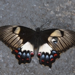 Papilio aegeus (Orchard Swallowtail, Large Citrus Butterfly) at Kambah, ACT - 12 Dec 2012 by HarveyPerkins