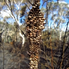 Ropalidia plebeiana (Small brown paper wasp) at Aranda Bushland - 22 Mar 2014 by CathB