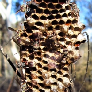 Ropalidia plebeiana at Belconnen, ACT - 22 Mar 2014