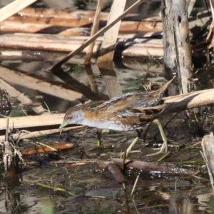 Zapornia pusilla at Fyshwick, ACT - 8 Dec 2012