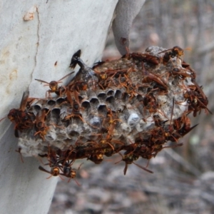 Polistes (Polistella) humilis at Aranda, ACT - 10 Mar 2016 07:42 AM