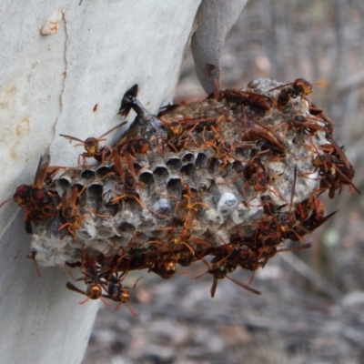 Polistes (Polistella) humilis (Common Paper Wasp) at Aranda, ACT - 10 Mar 2016 by CathB