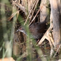 Zapornia tabuensis (Spotless Crake) at Fyshwick, ACT - 7 Dec 2012 by HarveyPerkins