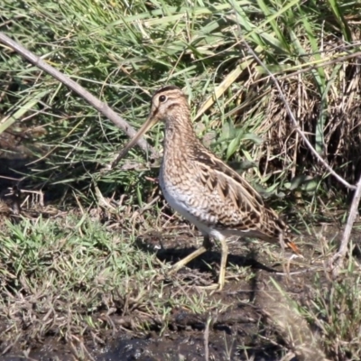 Gallinago hardwickii (Latham's Snipe) at Jerrabomberra Wetlands - 8 Dec 2012 by HarveyPerkins