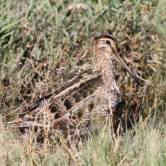 Gallinago hardwickii (Latham's Snipe) at Jerrabomberra Wetlands - 8 Dec 2012 by HarveyPerkins