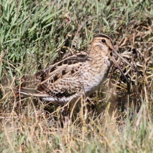 Gallinago hardwickii at Fyshwick, ACT - 8 Dec 2012 09:17 AM