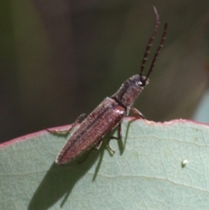 Elateridae sp. (family) at Cotter River, ACT - 17 Jan 2016