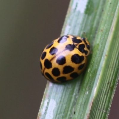 Harmonia conformis (Common Spotted Ladybird) at Acton, ACT - 29 Mar 2015 by HarveyPerkins