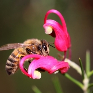 Apis mellifera at Kambah, ACT - 19 Sep 2014