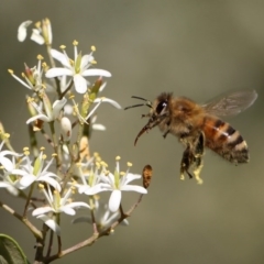 Apis mellifera (European honey bee) at Tennent, ACT - 26 Dec 2014 by HarveyPerkins