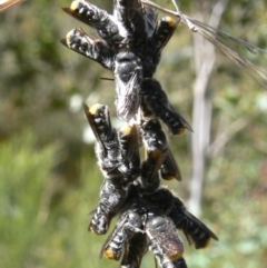Megachile sp. (several subgenera) (Resin Bees) at Rendezvous Creek, ACT - 3 Nov 2008 by HarveyPerkins