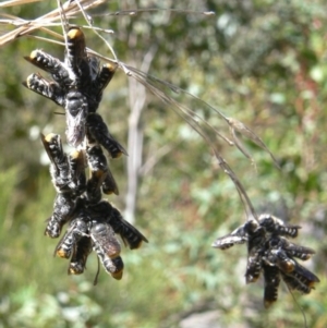 Megachile sp. (several subgenera) at Rendezvous Creek, ACT - 4 Nov 2008