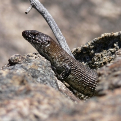 Egernia cunninghami (Cunningham's Skink) at Rendezvous Creek, ACT - 4 Nov 2008 by HarveyPerkins