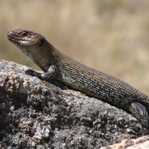 Egernia cunninghami at Rendezvous Creek, ACT - 4 Nov 2008