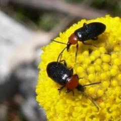 Atoichus bicolor (Darkling beetle) at Rendezvous Creek, ACT - 3 Nov 2008 by HarveyPerkins