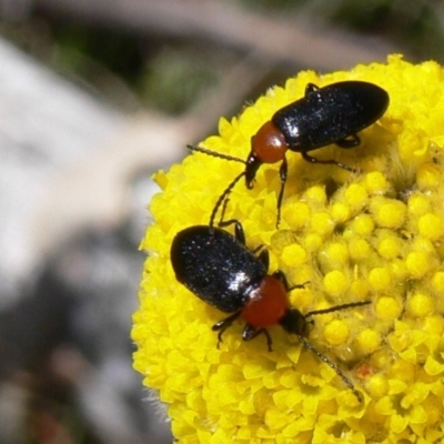 Atoichus bicolor (Darkling beetle) at Rendezvous Creek, ACT - 3 Nov 2008 by HarveyPerkins