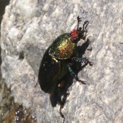 Lamprima aurata (Golden stag beetle) at Coree, ACT - 22 Nov 2014 by HarveyPerkins