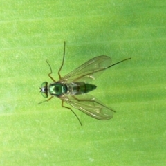 Austrosciapus sp. (genus) (Long-legged fly) at Kambah, ACT - 5 Nov 2009 by HarveyPerkins