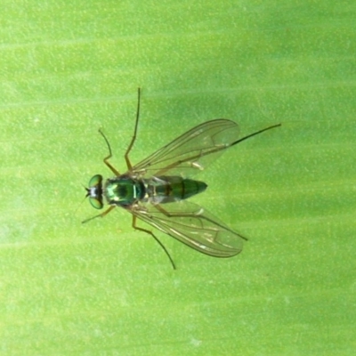 Austrosciapus sp. (genus) (Long-legged fly) at Kambah, ACT - 5 Nov 2009 by HarveyPerkins