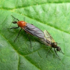 Bibio imitator (Garden maggot) at Kambah, ACT - 6 Nov 2009 by HarveyPerkins