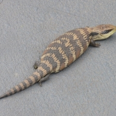 Tiliqua scincoides scincoides (Eastern Blue-tongue) at Kambah, ACT - 3 Nov 2009 by HarveyPerkins