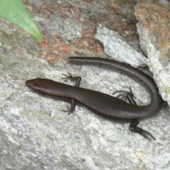 Lampropholis delicata (Delicate Skink) at Kambah, ACT - 6 Nov 2009 by HarveyPerkins