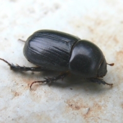 Heteronychus arator (African black beetle) at Kambah, ACT - 5 Nov 2009 by HarveyPerkins