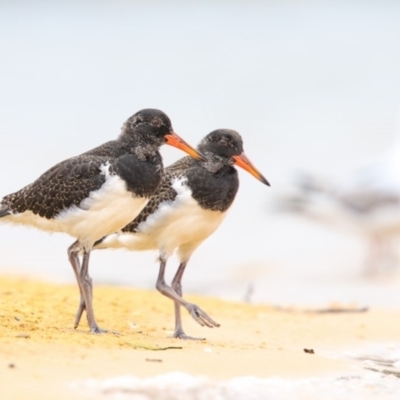 Haematopus longirostris (Australian Pied Oystercatcher) at Merimbula, NSW - 13 Jan 2017 by Leo