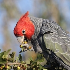 Callocephalon fimbriatum (Gang-gang Cockatoo) at Pambula, NSW - 22 Jan 2017 by Leo