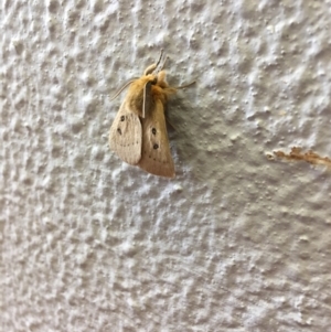 Anthela ocellata at Belconnen, ACT - 4 Feb 2017