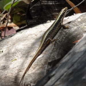 Eulamprus heatwolei at Paddys River, ACT - 21 Jan 2017 10:48 AM