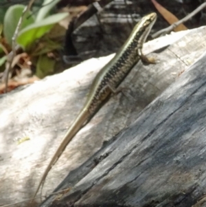 Eulamprus heatwolei at Paddys River, ACT - 21 Jan 2017 10:48 AM