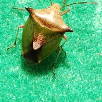 Cuspicona stenuella (Shield bug) at Isaacs, ACT - 4 Feb 2017 by Mike