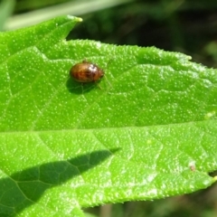 Alticini (tribe) (Unidentified flea beetle) at Paddys River, ACT - 21 Jan 2017 by galah681