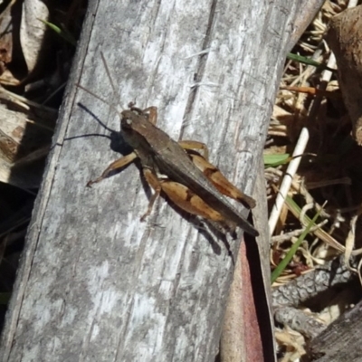 Phaulacridium vittatum (Wingless Grasshopper) at Paddys River, ACT - 21 Jan 2017 by galah681