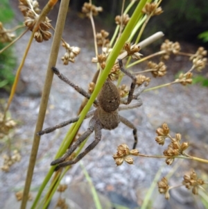 Neosparassus sp. (genus) at Paddys River, ACT - 25 Jan 2017 11:12 AM