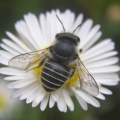 Pseudoanthidium (Immanthidium) repetitum at Kambah, ACT - 4 Feb 2017