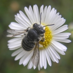 Pseudoanthidium (Immanthidium) repetitum at Kambah, ACT - 4 Feb 2017