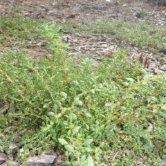 Dysphania pumilio (Small Crumbweed) at Mount Ainslie to Black Mountain - 2 Feb 2017 by JanetRussell