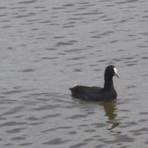 Fulica atra at Canberra, ACT - 2 Feb 2017 02:54 PM