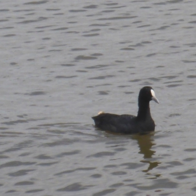 Fulica atra (Eurasian Coot) at Canberra, ACT - 2 Feb 2017 by JanetRussell