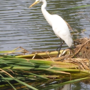 Ardea plumifera at Parkes, ACT - 2 Feb 2017 03:33 PM