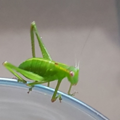 Caedicia simplex (Common Garden Katydid) at Isaacs, ACT - 4 Feb 2017 by Mike