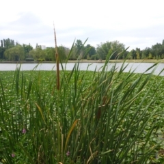 Typha domingensis (Bullrush) at Canberra, ACT - 2 Feb 2017 by JanetRussell