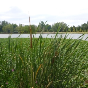 Typha domingensis at Canberra, ACT - 2 Feb 2017 02:46 PM