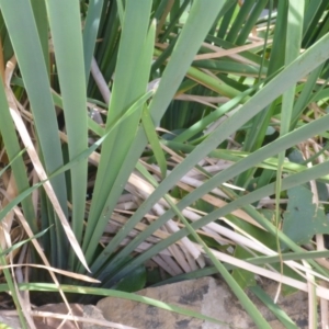 Typha domingensis at Canberra, ACT - 2 Feb 2017 02:46 PM