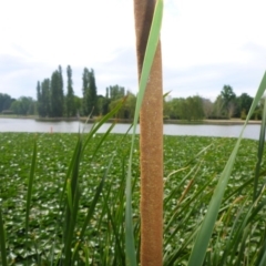 Typha domingensis at Canberra, ACT - 2 Feb 2017 02:46 PM