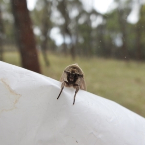 Mythimna (Pseudaletia) convecta at Hackett, ACT - 4 Jan 2017