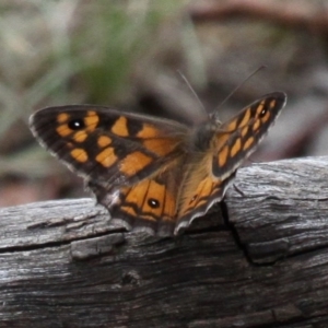 Geitoneura klugii at Paddys River, ACT - 4 Feb 2017 04:12 PM